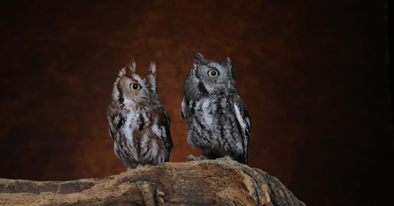 Owl-oween