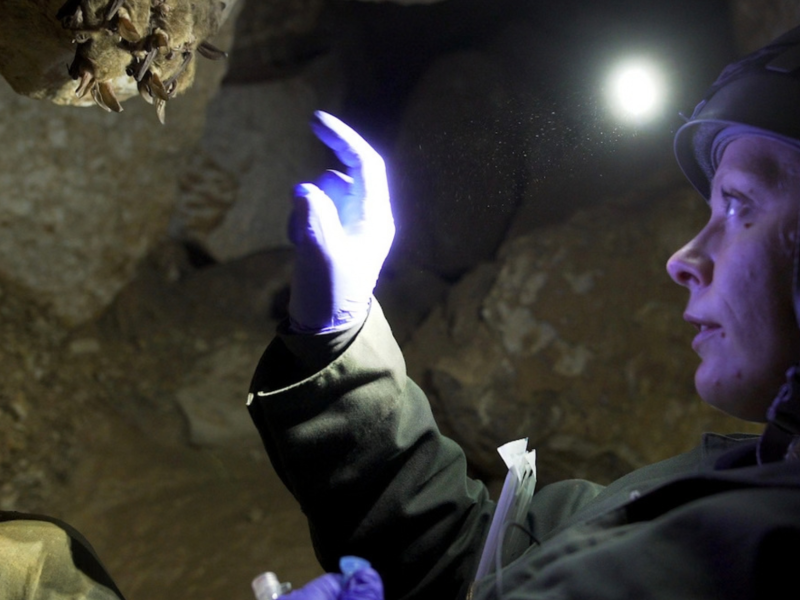 Film Screening: The Invisible Mammal