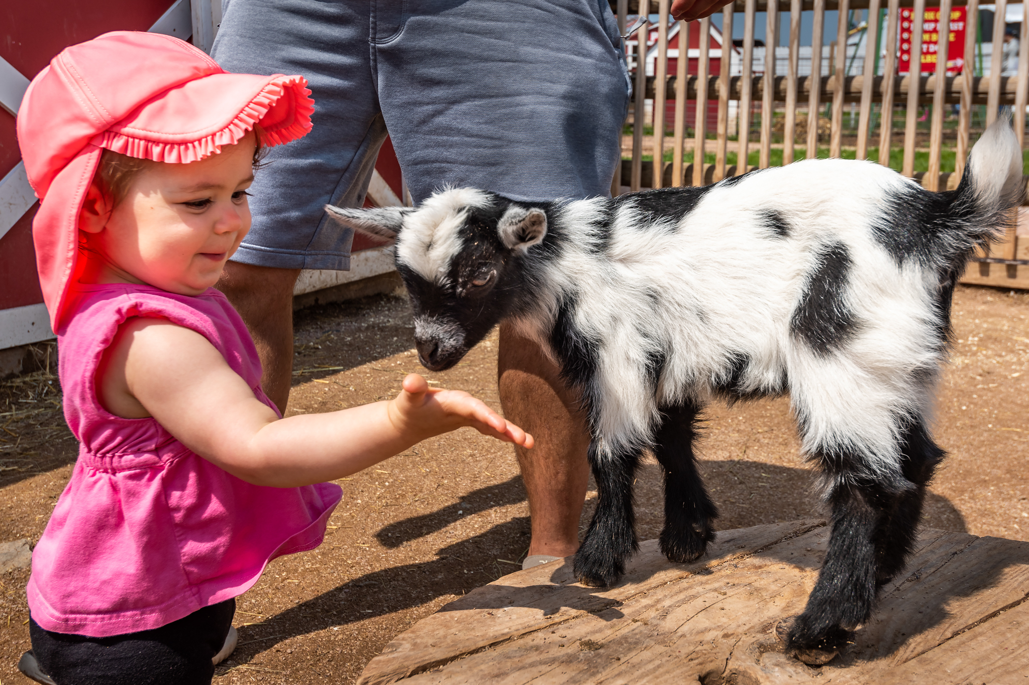 Fall Festival Days at Old MacDonald's Farm